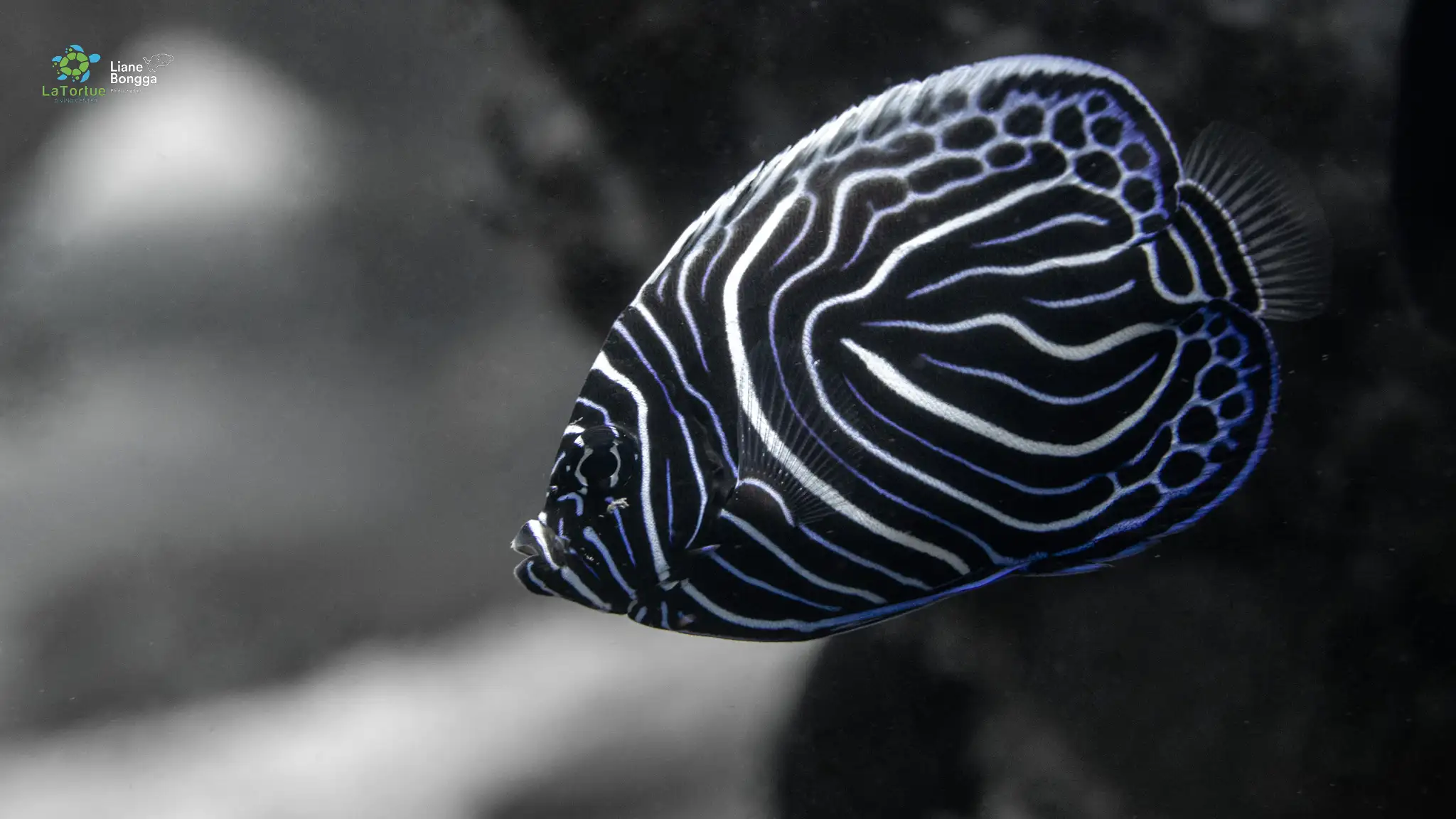 Juvenile emperor angelfish - La Tortue muck site - 20m